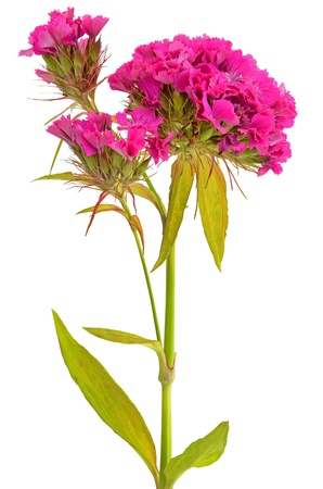 Dianthus barbatus flower isolated on white backgroundの写真素材