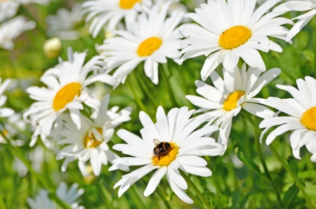 Beautiful chamomile flowers in the gardenの写真素材