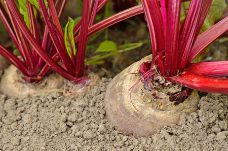 Close up beetroot in a vegetable garden
