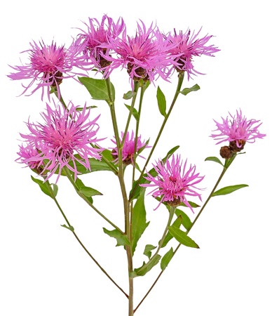 Cornflower  Centaurea jacea  isolated on white backgroundの写真素材