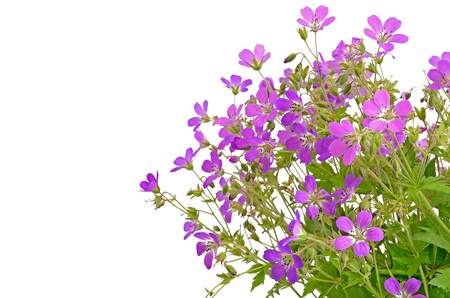 Violet wild flowers isolated on white backgroundの写真素材