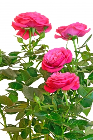 Pink rose flowers isolated on white backgroundの写真素材