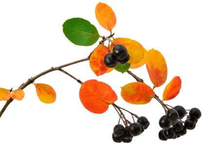 Black chokeberry  Aronia melanocarpa  isolated on a white backgroundの写真素材