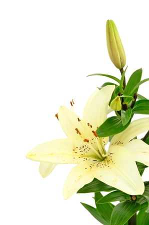Beautiful white lily flower isolated on white backgroundの写真素材