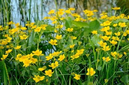 Marsh Marigold  Caltha palustris  in the swampの写真素材