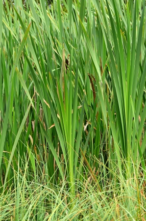 Reeds in the swampの写真素材