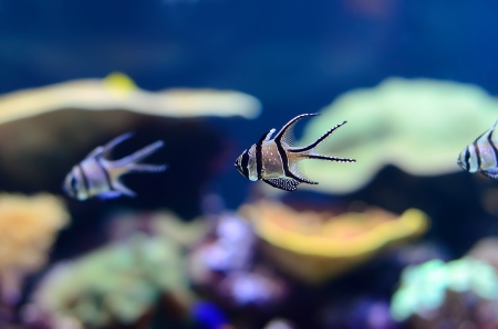 Small striped fish in the aquariumの写真素材