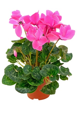 Cyclamen in a flowerpot isolated on white backgroundの写真素材