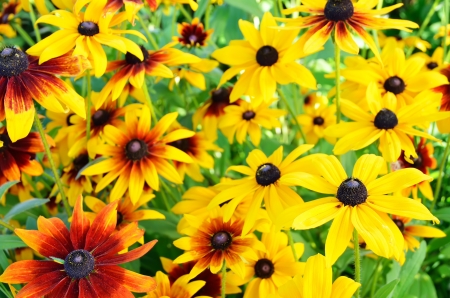 Rudbeckia flowers in the gardenの写真素材