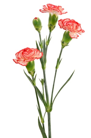 Branch of red with white carnation flower isolated on white backgroundの写真素材