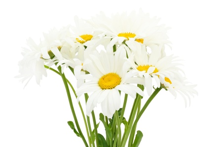 Bouquet of chamomile flower isolated on white backgroundの写真素材