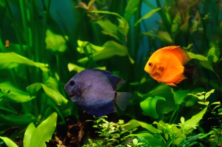 Blue and red discus fish in the aquariumの写真素材