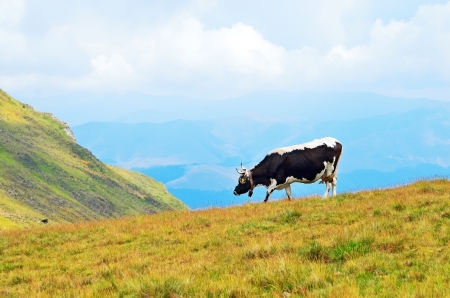 The cow on a mountain pasture in Transylvania, Romaniaの写真素材