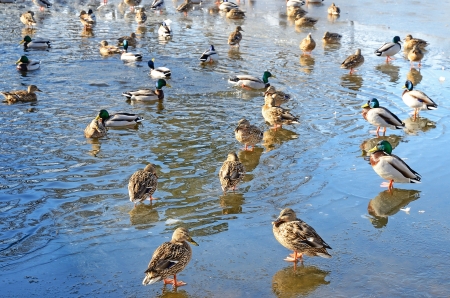 Ducks on a frozen lakeの写真素材