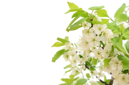 Branch of a blossoming bird cherry isolated on white backgroundの写真素材