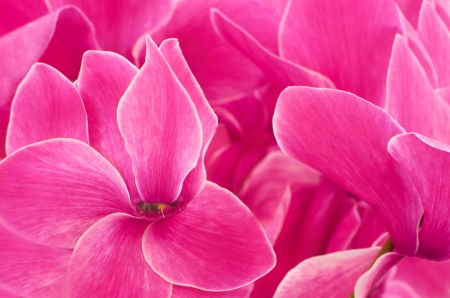 Close up cyclamen flowers backgroundの写真素材