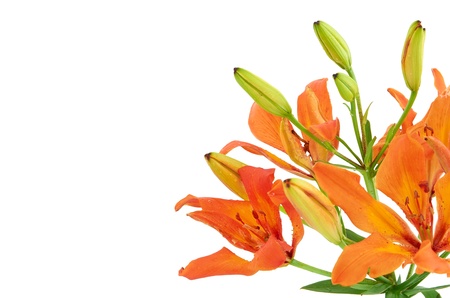 Close up Tiger Lily flower isolated on white backgroundの写真素材