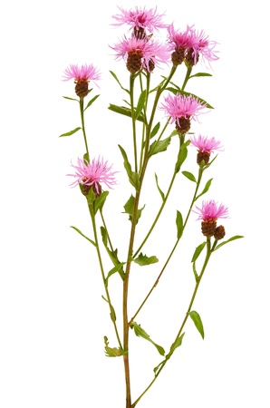 Cornflower (Centaurea jacea) isolated on white backgroundの写真素材