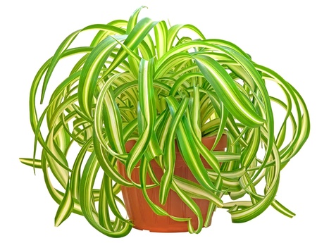 Chlorophytum in flowerpot isolated on white backgroundの写真素材