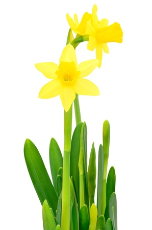 Narcissus flowers isolated on white backgroundの写真素材
