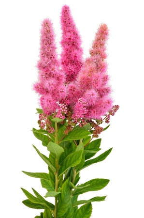 Bouquet of astilbe flowers isolated on white backgroundの写真素材