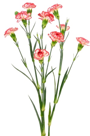 Branches of red carnation isolated on white backgroundの写真素材