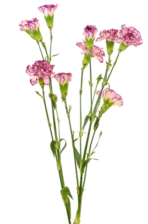 Branches of purple carnation flower isolated on white backgroundの写真素材