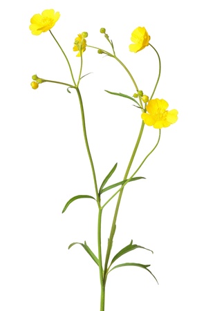Ranunculus acris flower isolated on a white backgroundの写真素材