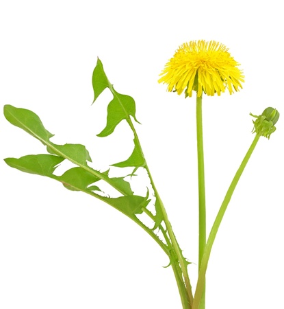 Dandelion flower isolated on a white backgroundの写真素材