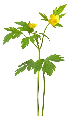 Yellow buttercup  Ranunculus repens  flowers isolated on white backgroundの写真素材