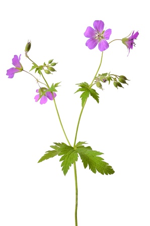 Meadow geranium  Geranium pratense  flower isolated on a white backgroundの写真素材