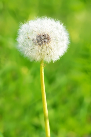Dandelion with seeds on green backgroundの写真素材