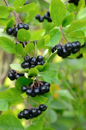 Branches of black chokeberry in the gardenの写真素材