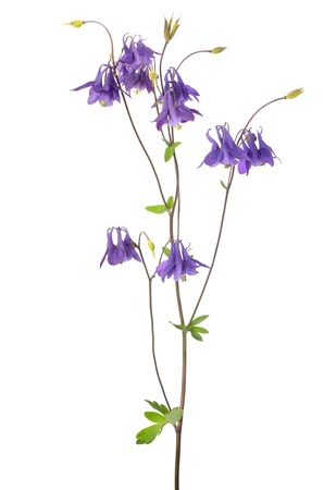 Aquilegia vulgaris flower isolated on white backgroundの写真素材