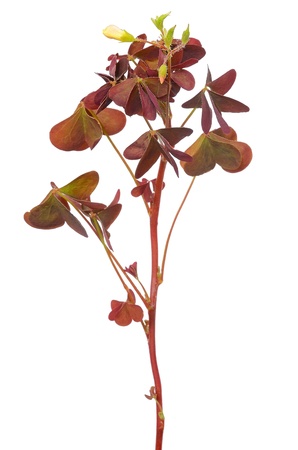 Oxalis triangularis flower isolated on white backgroundの写真素材
