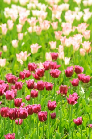 The pink and white tulips field, selective focusの写真素材