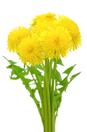 Dandelion flowers isolated on a white backgroundの写真素材