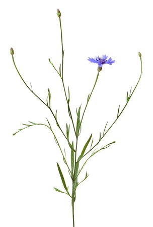 Cornflower isolated on white backgroundの写真素材