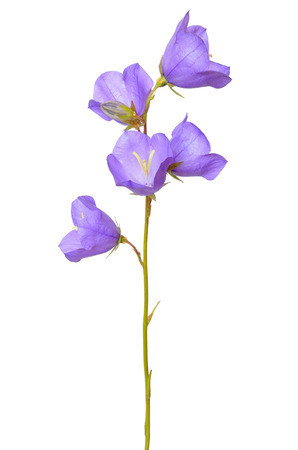 Campanula flower isolated on white backgroundの写真素材