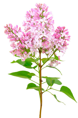 Blooming of pink lilac  Syringa  isolated on white backgroundの写真素材