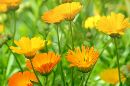 Close up of marigold flowers in the garden, selective focusの写真素材