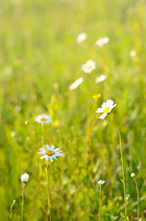 Chamomile flowers on a meadow, selective focusの写真素材