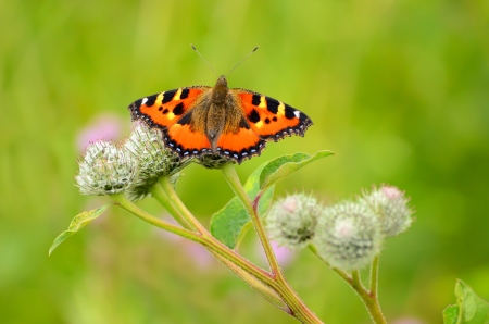 Butterfly  Aglais urticae  on Great Burdockの写真素材