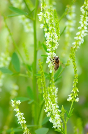 Bee on Melilotus albus flowersの写真素材