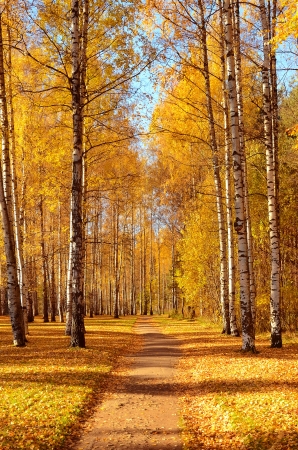 Colorful trees in the autumn parkの写真素材