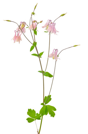 Aquilegia vulgaris flower isolated on white の写真素材