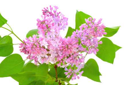 Blooming of pink lilac  Syringa  isolated on white backgroundの写真素材