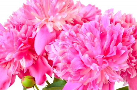Pink peonies isolated on a white の写真素材