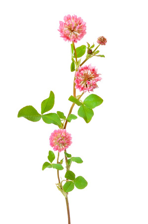 Pink clover flower isolated on white backgroundの写真素材