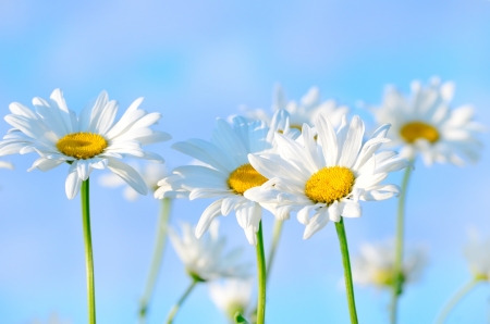 Chamomile flowers on blue sky background, close up viewの写真素材